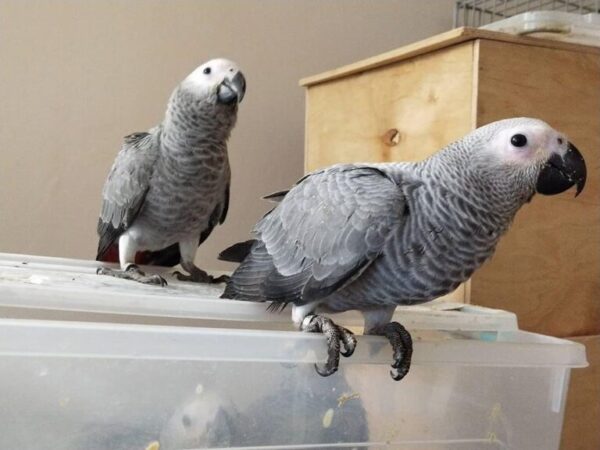 african gray, african gray parrot, african gray parrot for sale, african gray parrot price, african gray parrot cost, african gray parrot for sale near me,