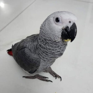 baby african grey parrot