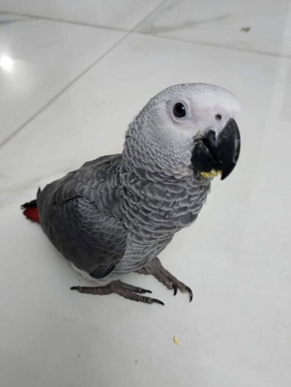 baby african grey parrot