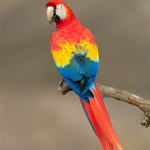 rainbow macaw parrot, macaw parrot, macaw parrot for sale, macaw parrot species,