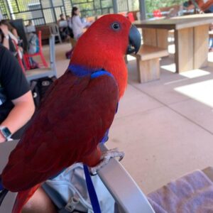 red sided eclectus