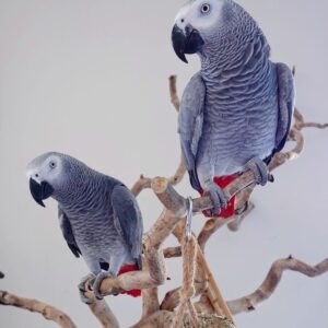 congo african grey parrots