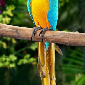 blue gold macaw, blue gold macaw parrot, blue gold macaw lifespan, blue gold macaw price