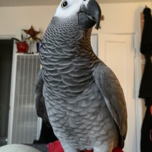 baby african grey parrot