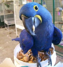 hythian macaw, hythian macaw price, hythian macaw for sale, macaw bird, macaw parrot