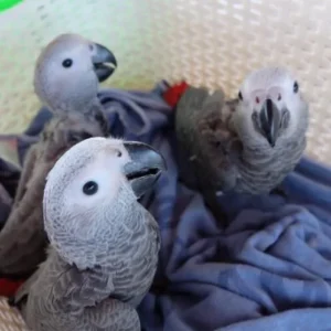 African Grey Cogno (2 female and 1 male) With Cage