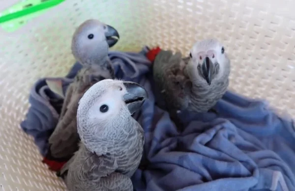 African Grey Cogno (2 female and 1 male) With Cage