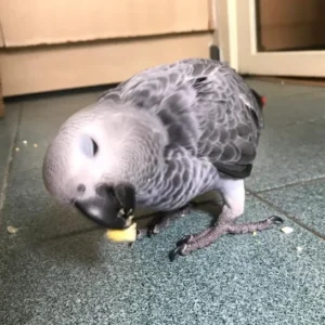 African Grey Cogno (2 female and 1 male) With Cage