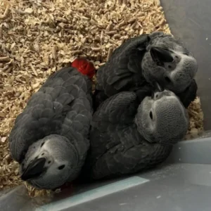 Male and Female Babies African Grey Parrots