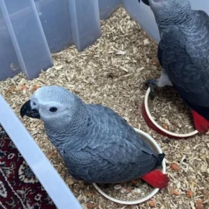 Male and Female Babies African Grey Parrots